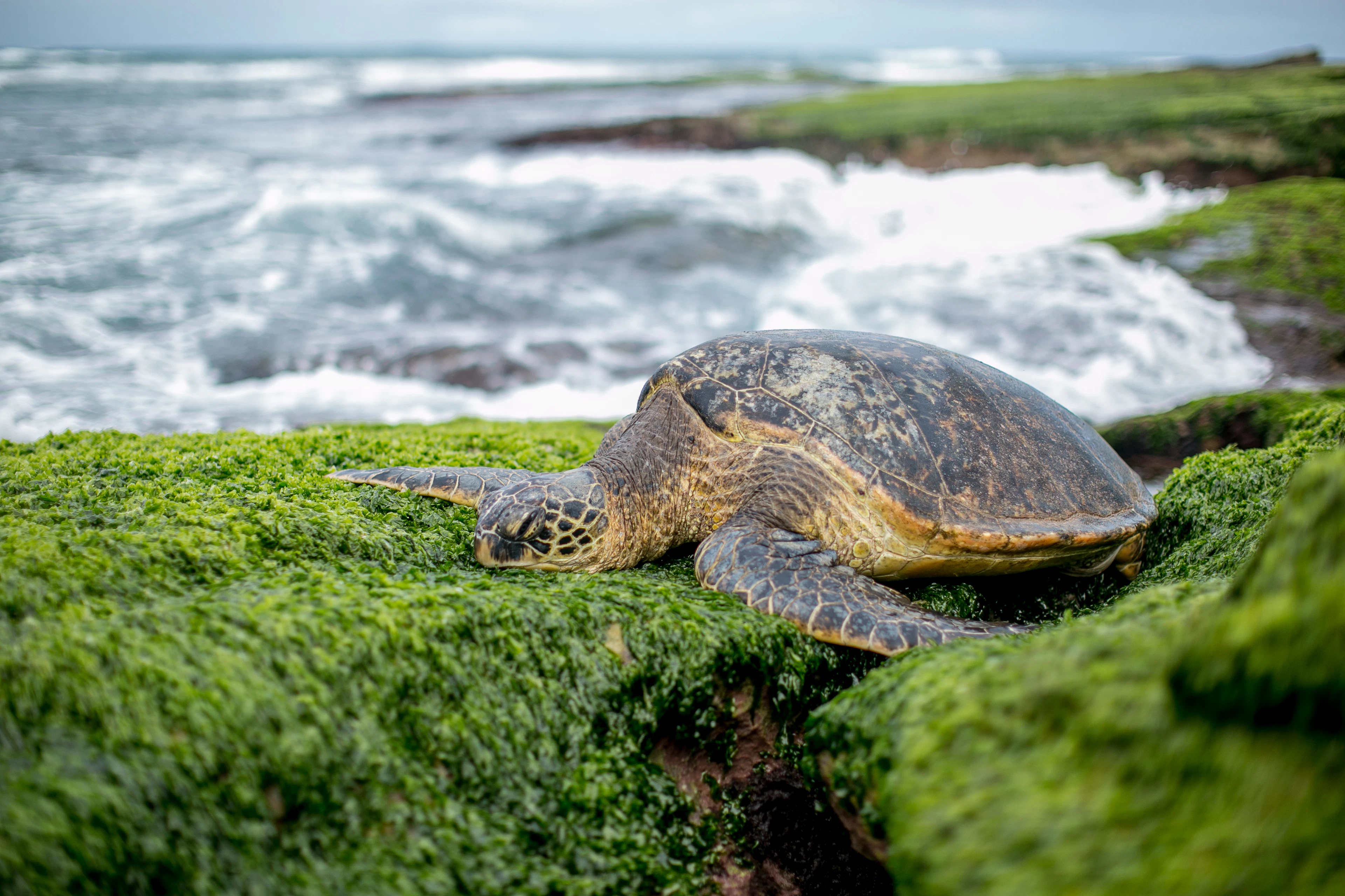 A sea turtle resting on wet sand at the edge of the water