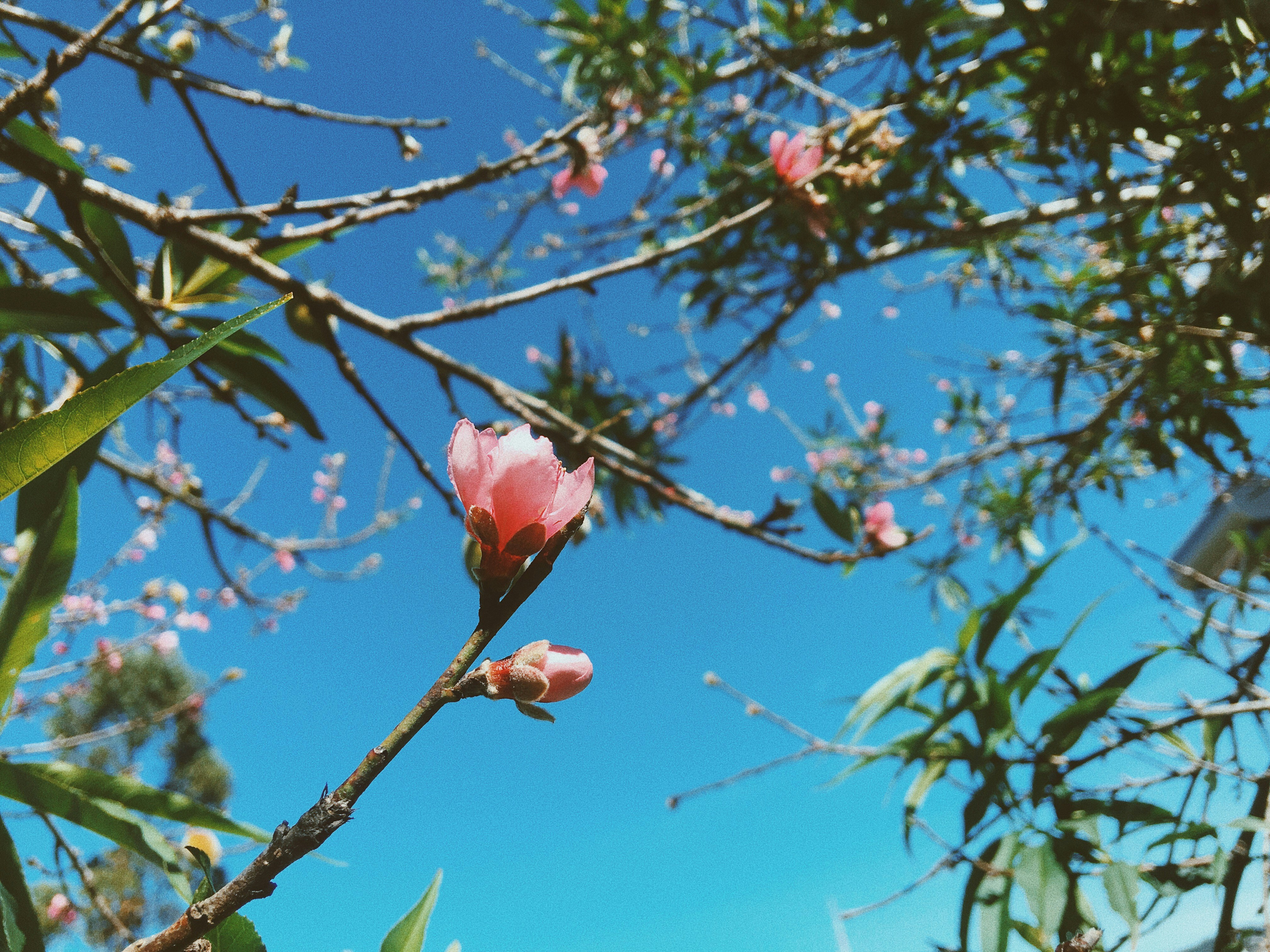 planta de folhas verdes com flores cor-de-rosa