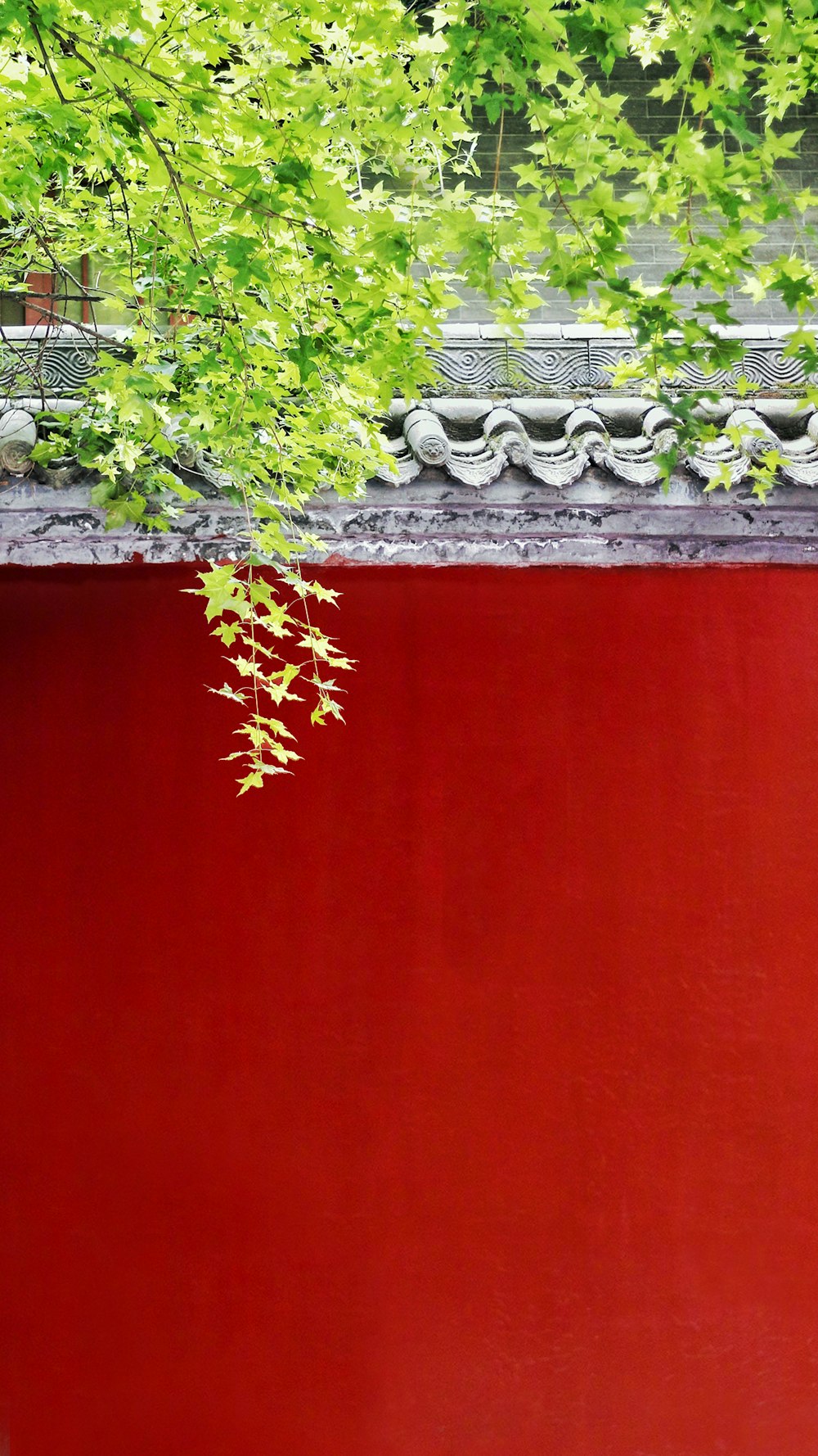 leaves over roof