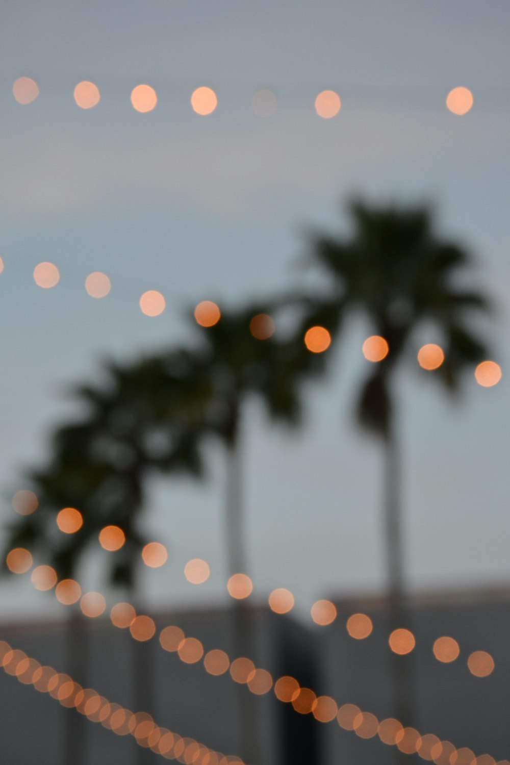 a blurry photo of some palm trees and lights