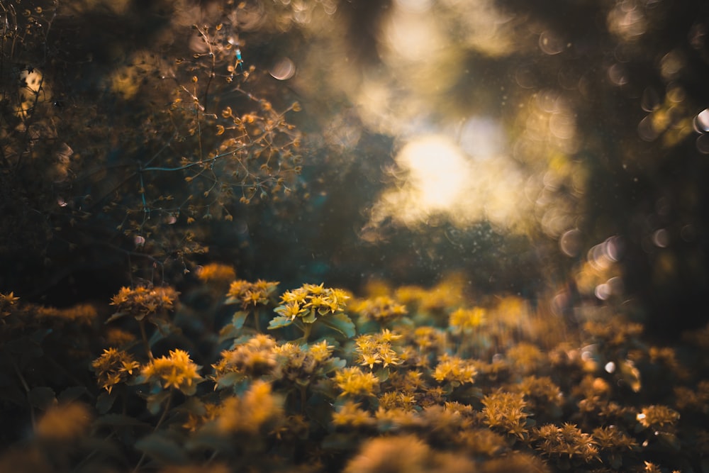 yellow flowering plant