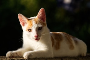 A cute orange cat lounging comfortably in warm sunlight.