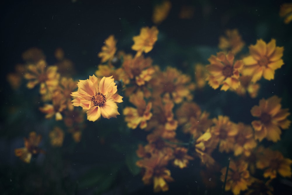 bokeh photography of yellow flowers