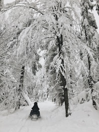 Guides leading a group of riders through a dense snow-covered forest trail.