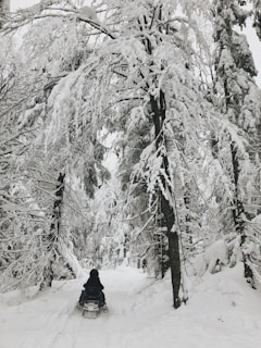 A snowmobile speeding through fresh powder snow in a dense northern forest near Sault Ste. Marie.