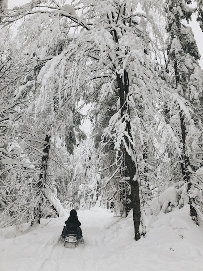 A snowmobile speeding through fresh powder snow in a dense northern forest near Sault Ste. Marie.