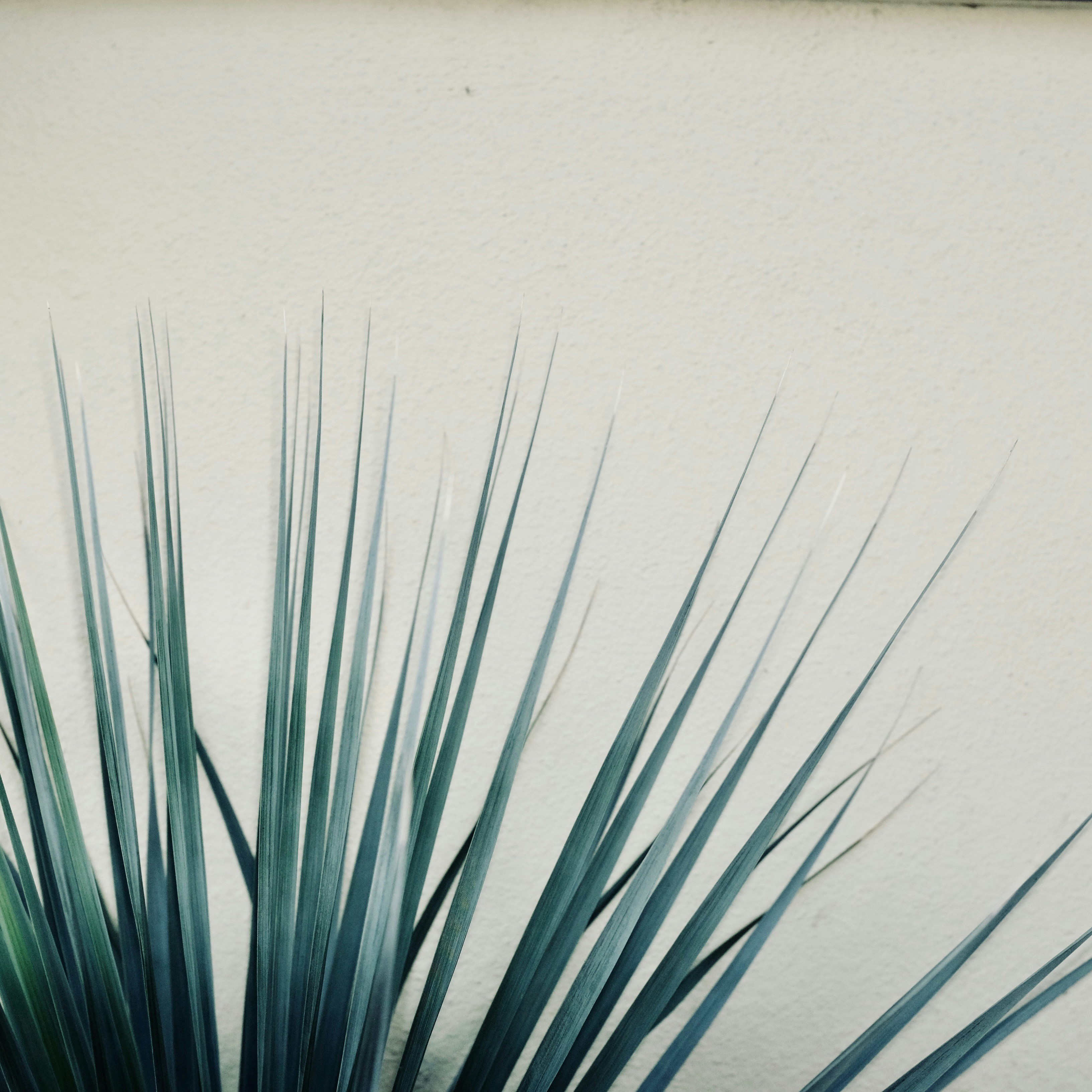 Técnica de mechas balayage en proceso