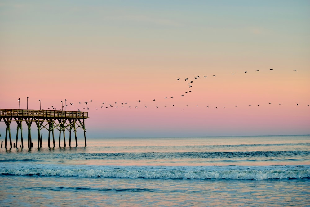birds in flight from pier over cean