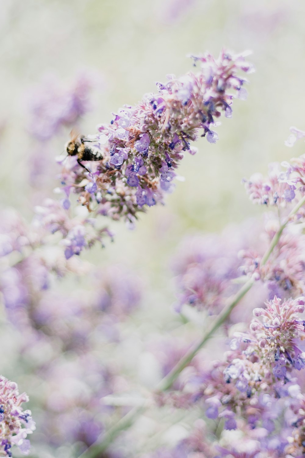 purple-petaled flowers