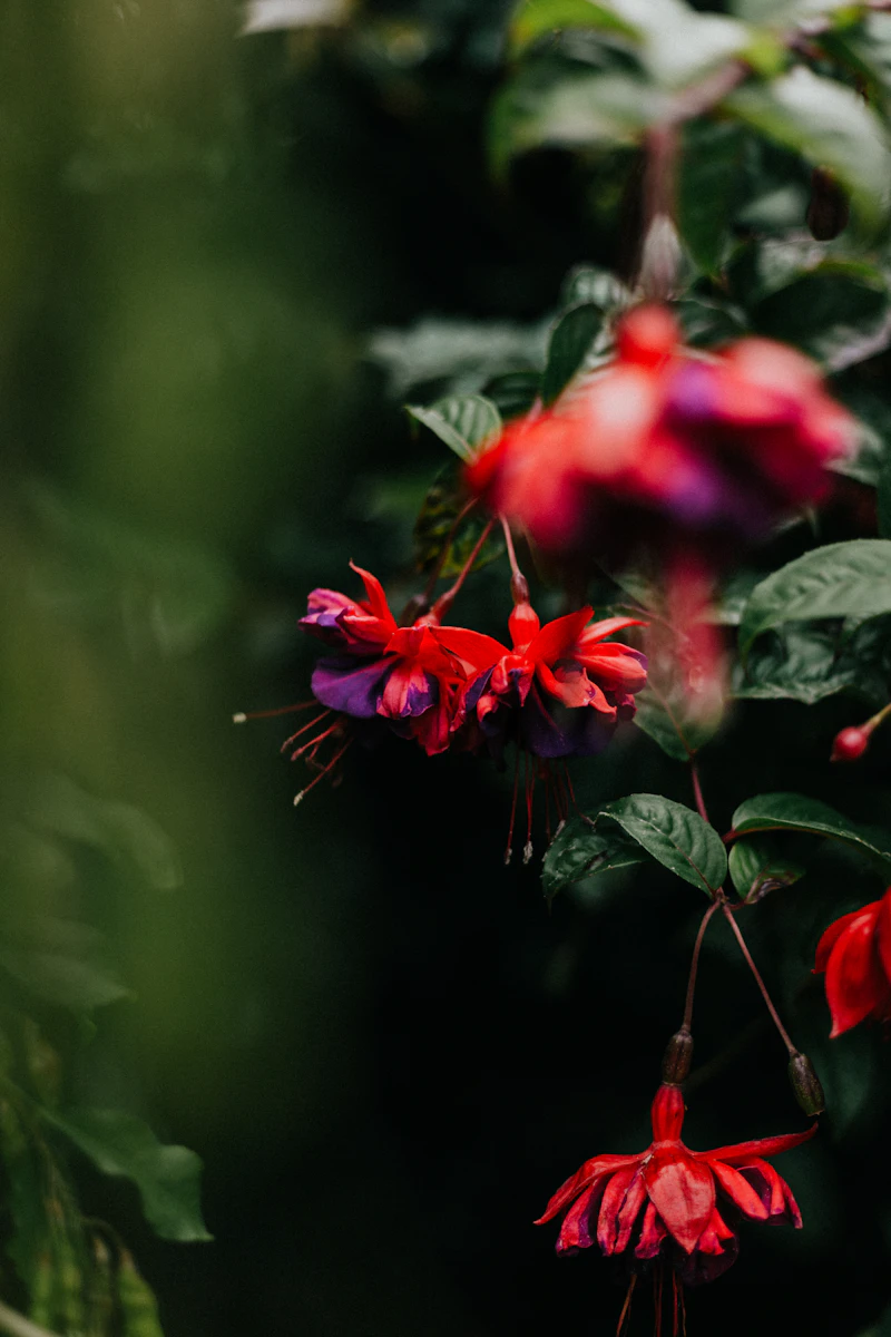 Closeup photography of red-and-purple fuchsia flower