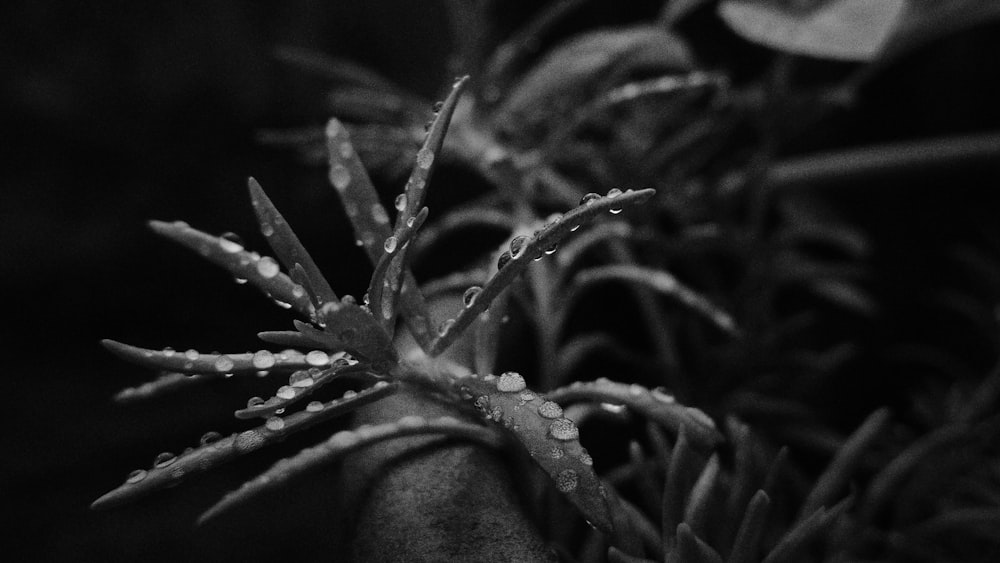 water droplet on plant