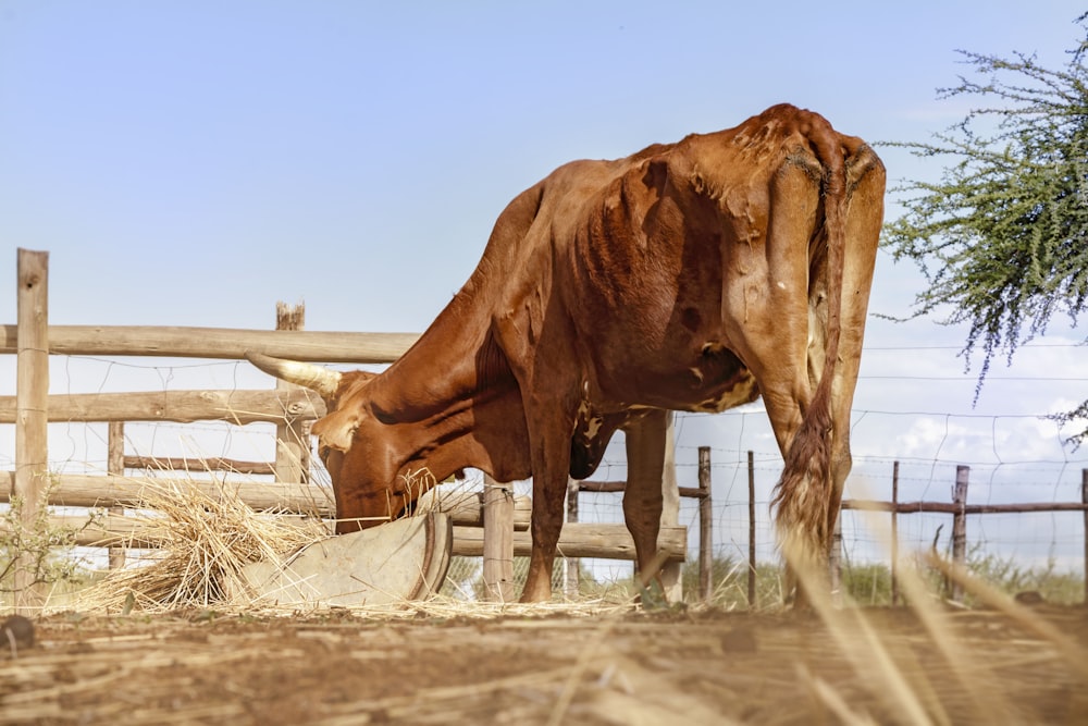 brown cow animal