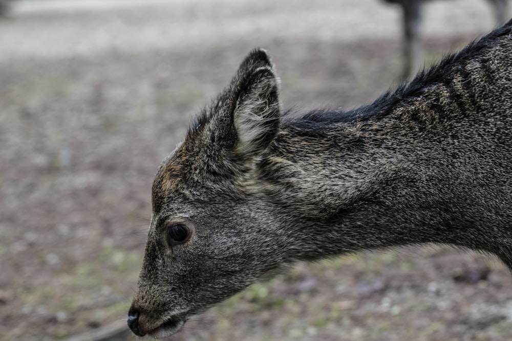 closeup photo of gray 4-legged animal