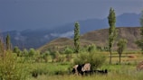 A scenic view of rolling hills with livestock.