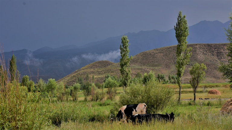 A scenic view of rolling hills with livestock.