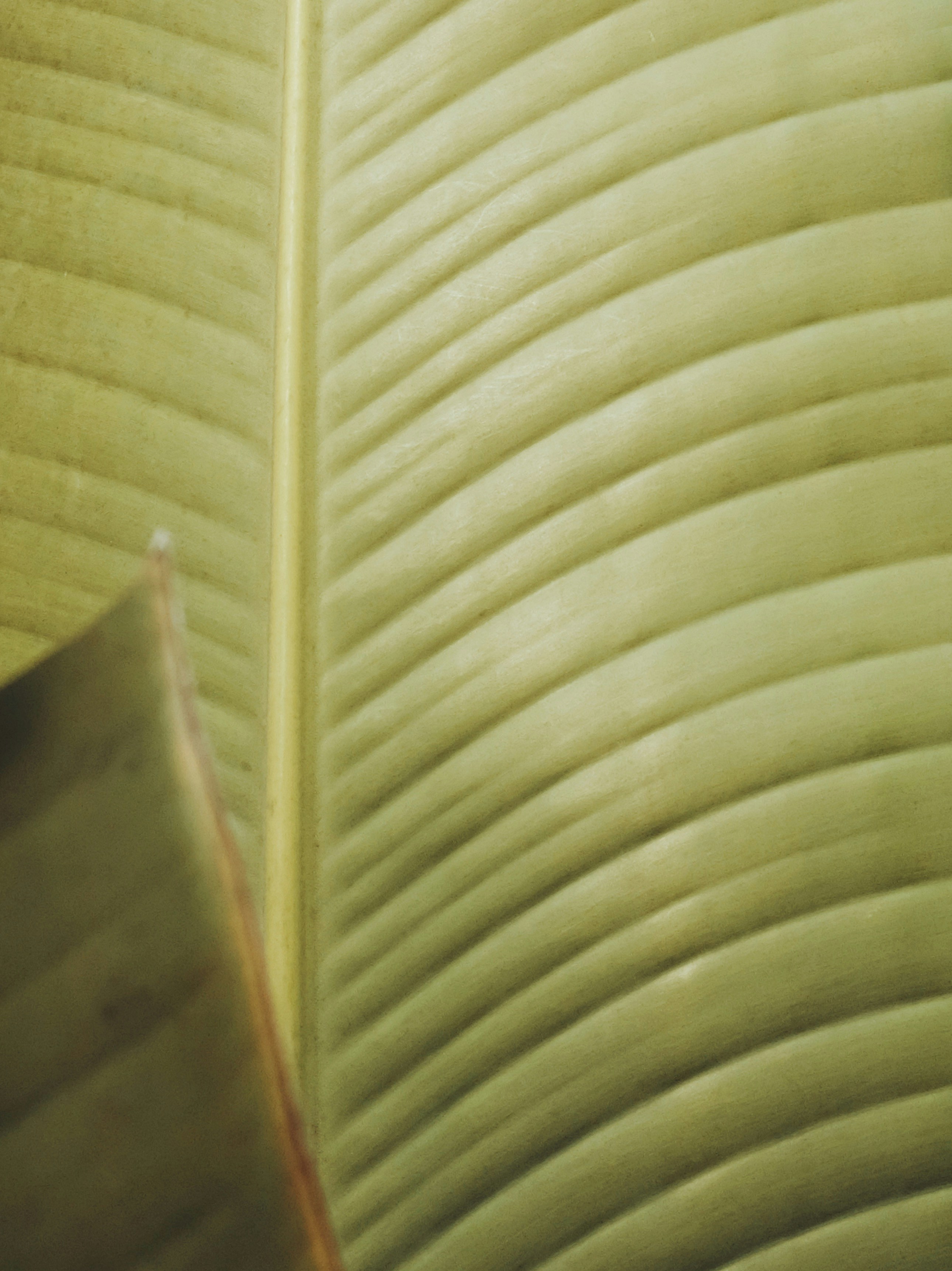 Photo by isaactanlishung