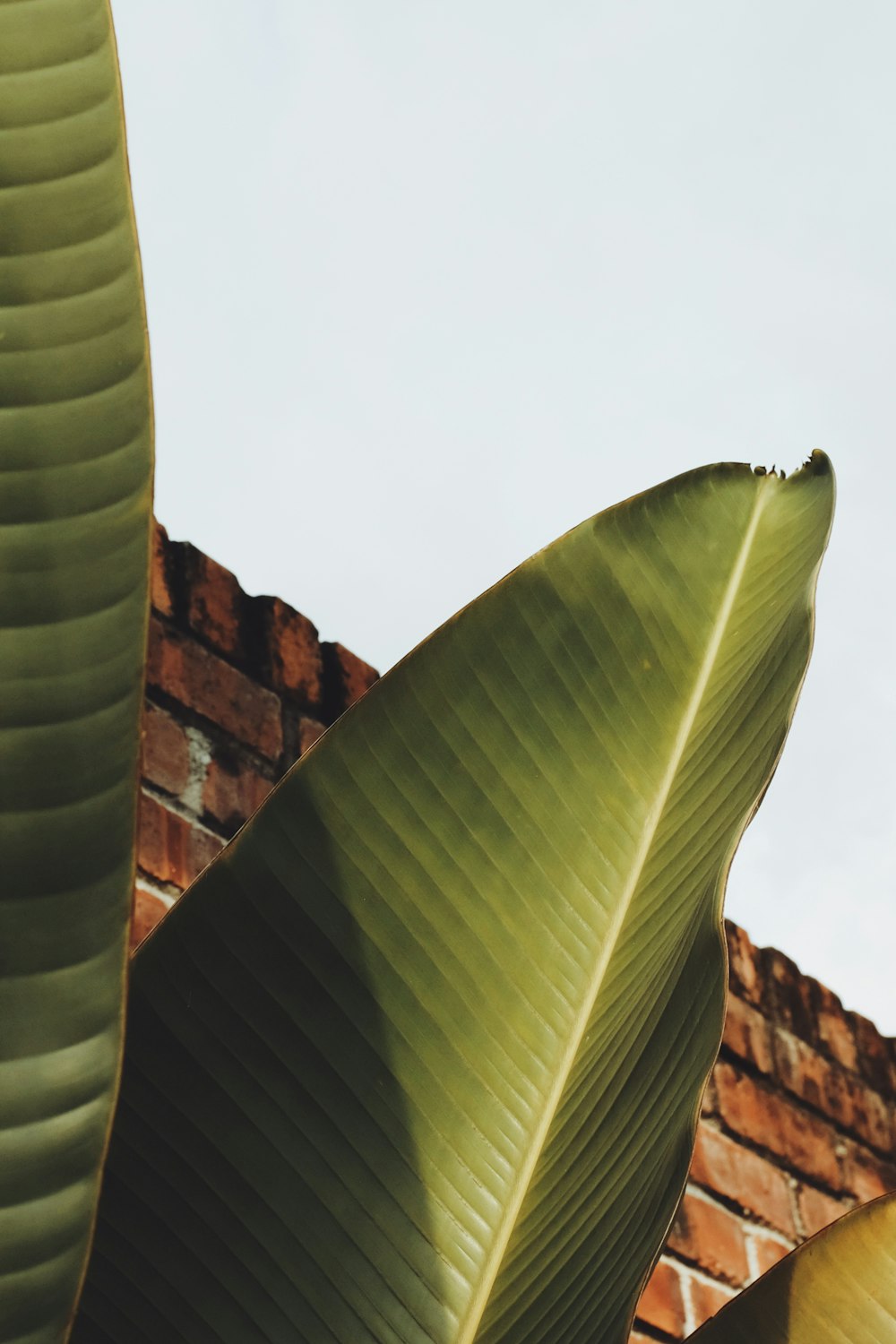 green leaf plant during daytime