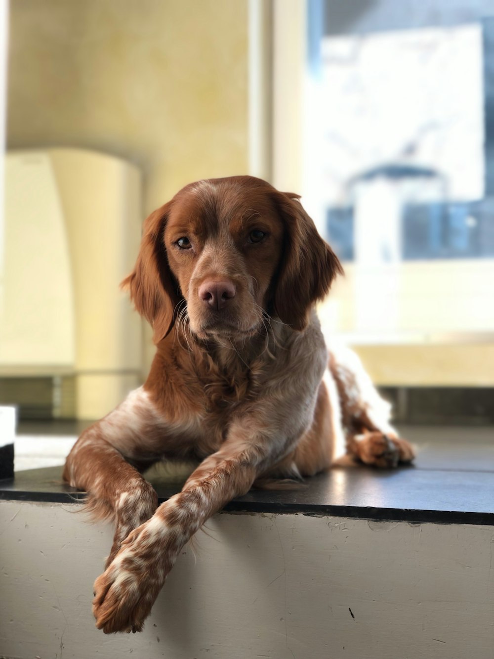 adult brown and white German shorthaired pointer