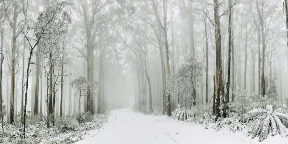 Schneebedeckte Straße, gesäumt von Winterbäumen