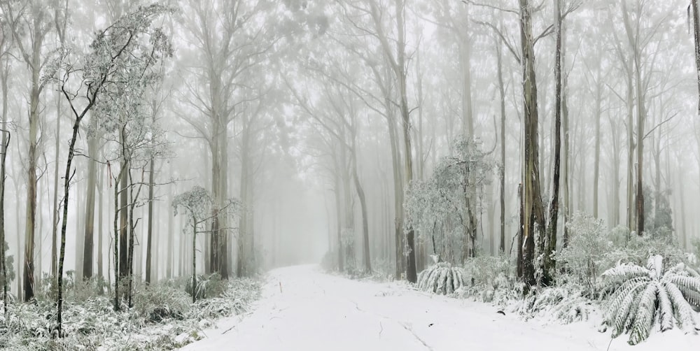 snow covered road lined with winter trees