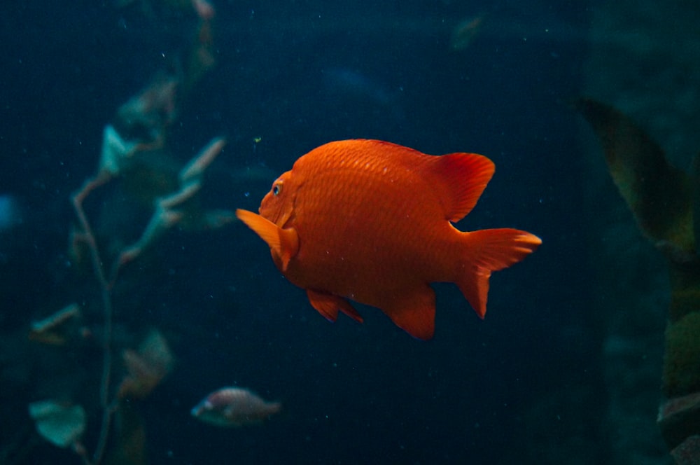 植物の近くを泳ぐオレンジ色の魚
