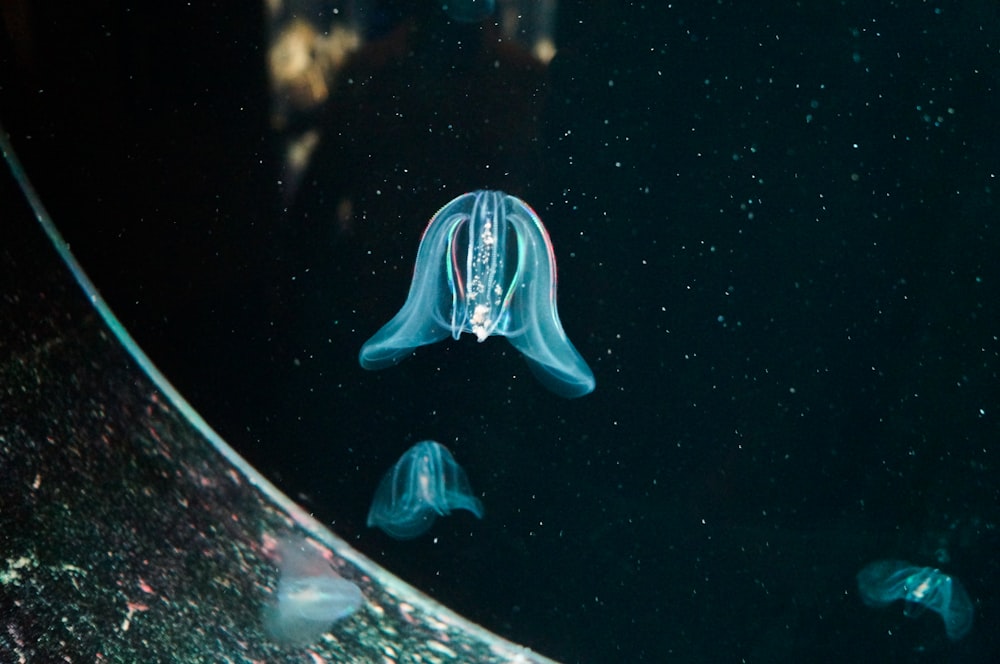 a group of jellyfish swimming in an aquarium