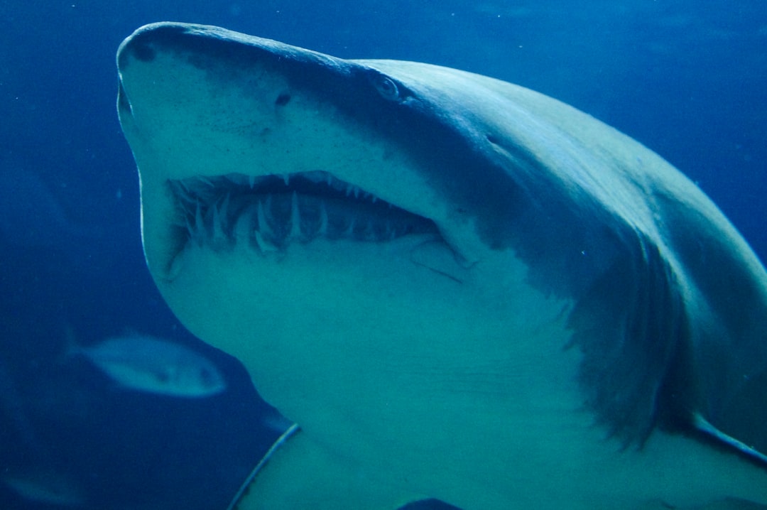 great whale shark,