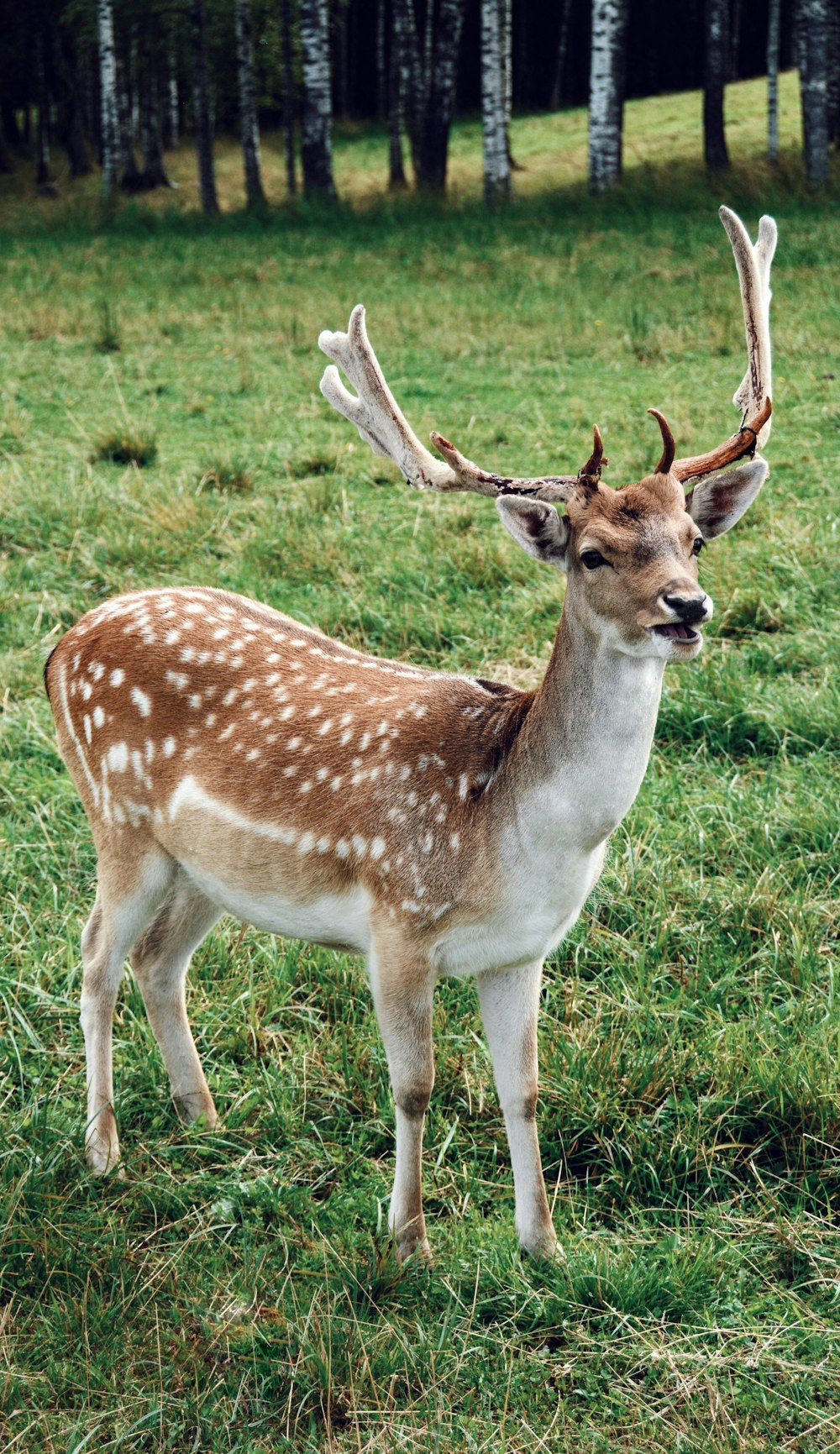 brown and white deer stands on green grass covered ground