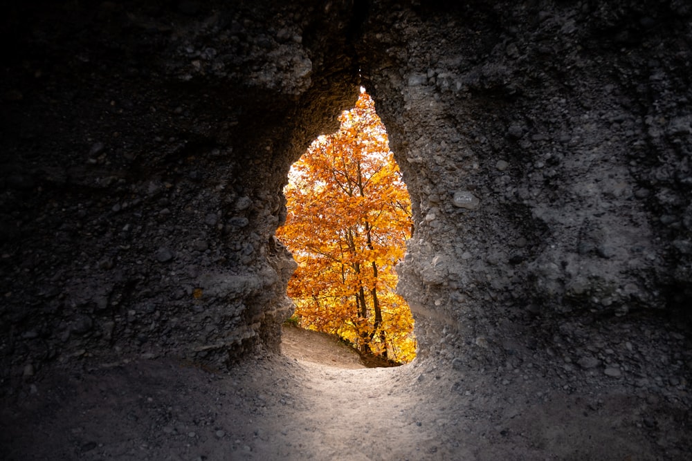 Árbol amarillo al aire libre cerca de la cueva