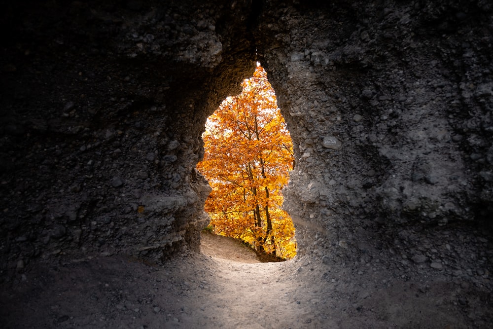 Albero giallo all'aperto vicino alla grotta