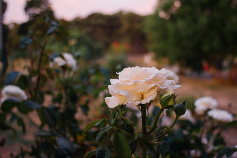 white meadow rose