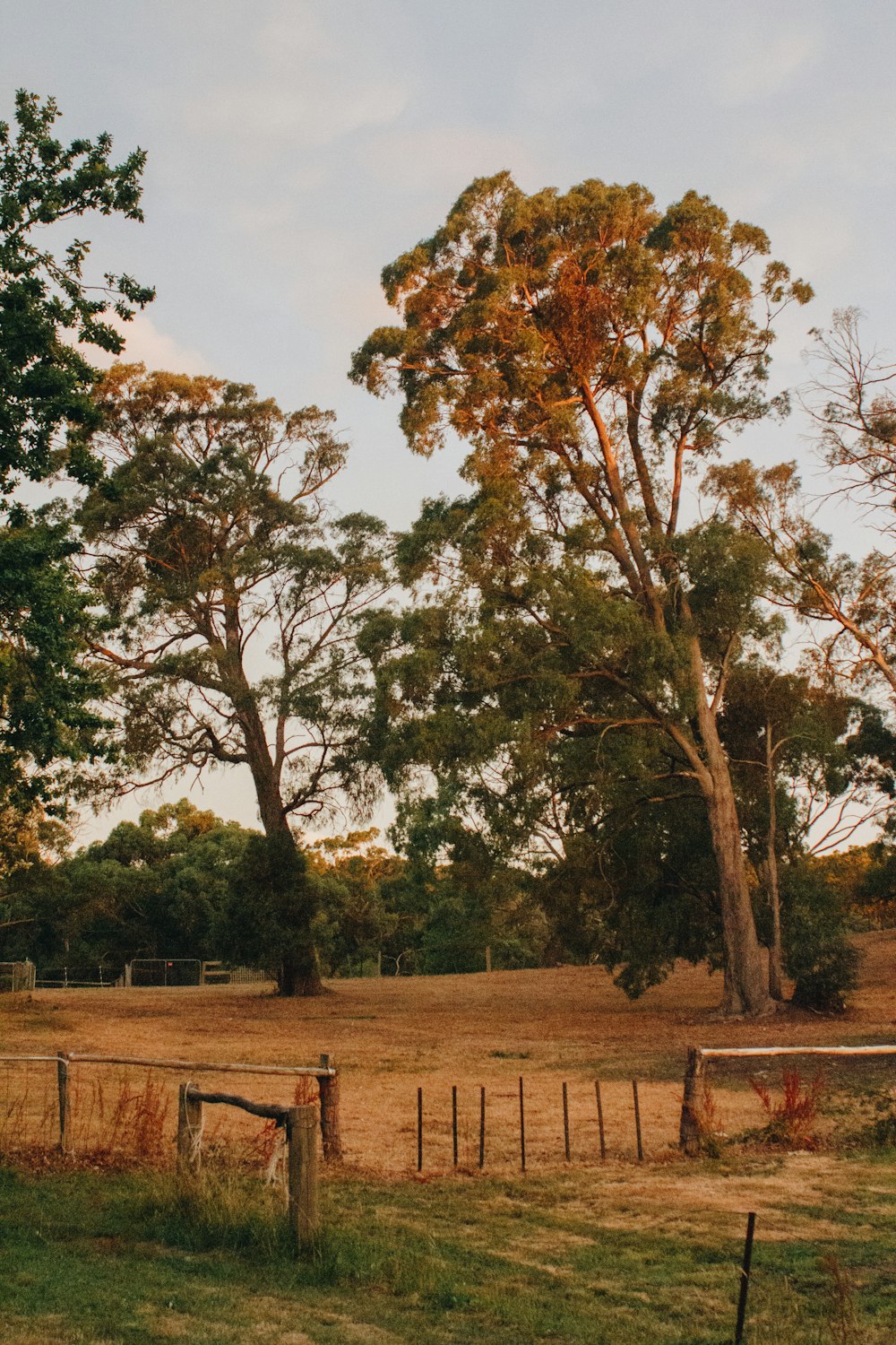 tree outdoor during daytime