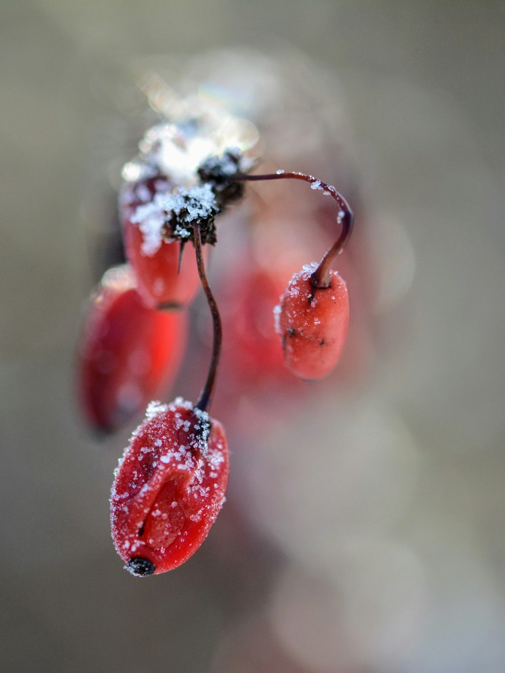 shallow focus photo of red fruits