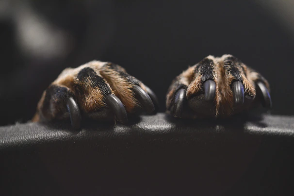 brown and black animal paw showing a perfect and professional nail trim