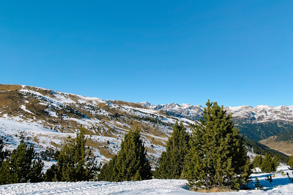 green pine tree and icy mountain scenry