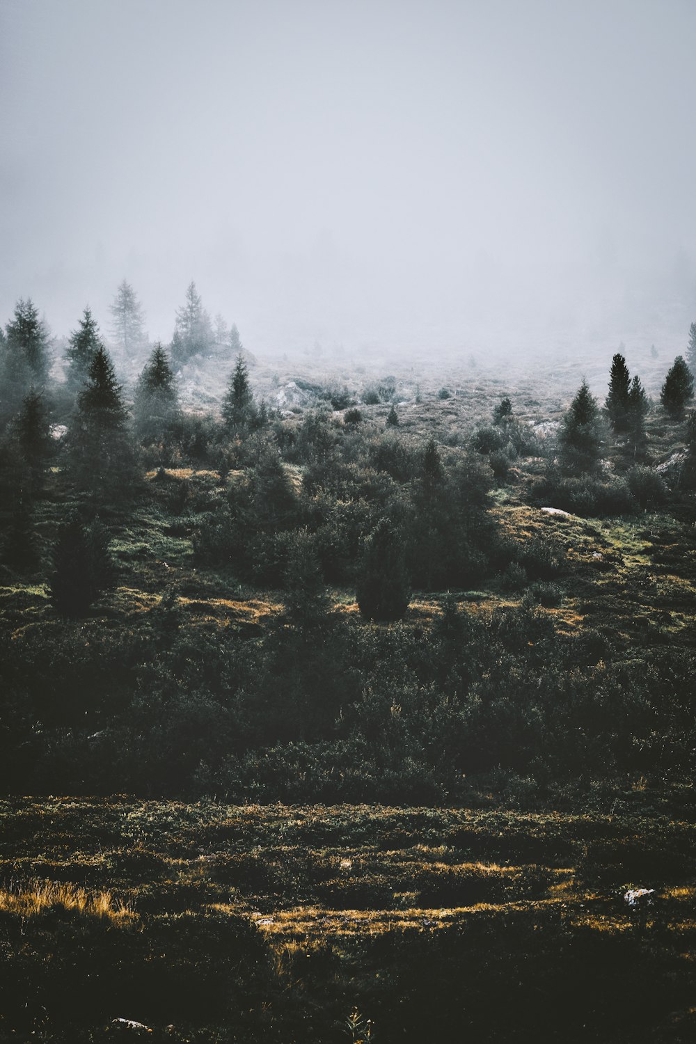 pine trees covered countryside