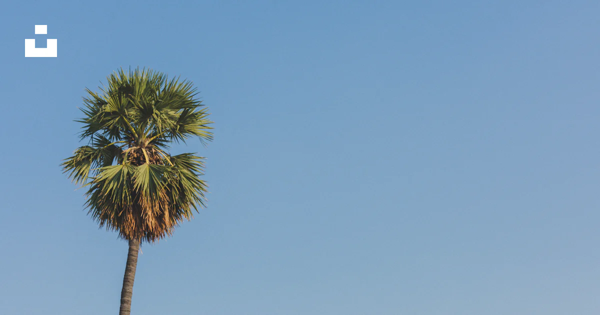 Asian palmyra palm tree photo – Free Tree Image on Unsplash