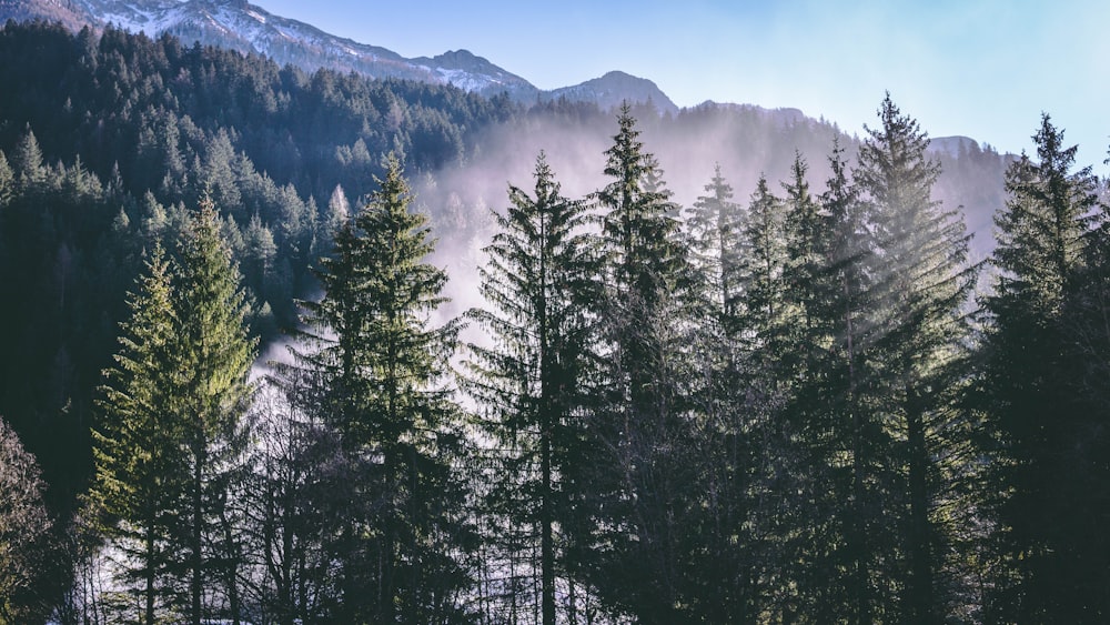 green pine tree during daytime