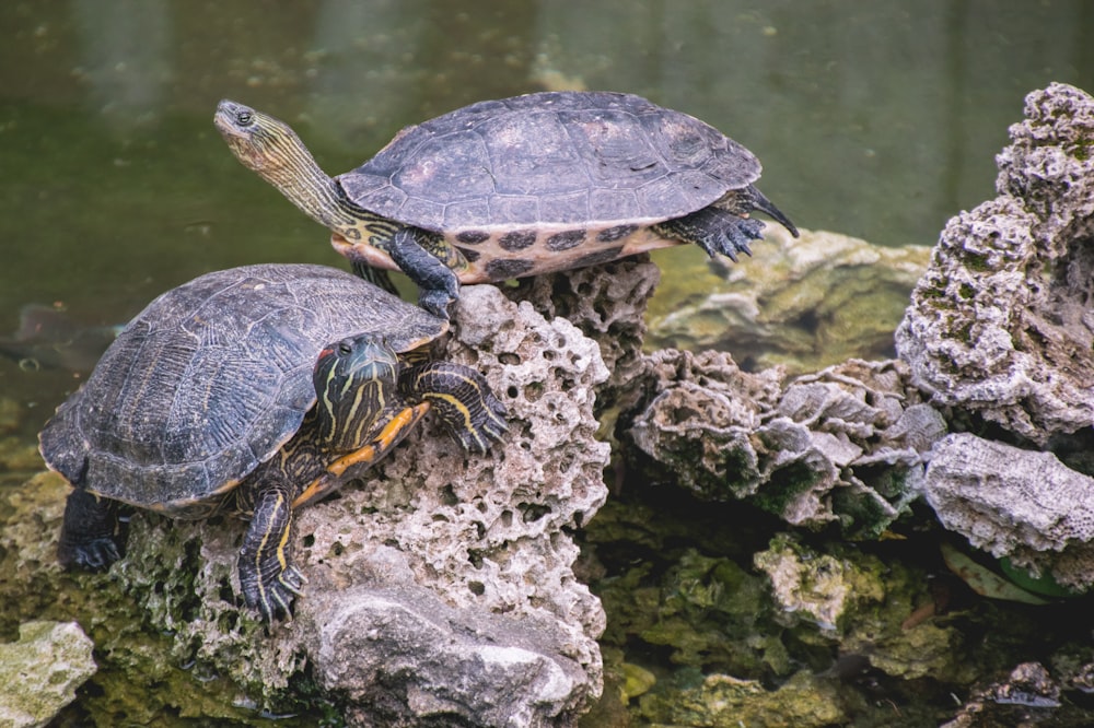 two gray turtles