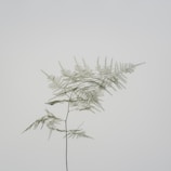 Minimalist depiction of a fern leaf with crisp edges and gentle shading on a clean white canvas.