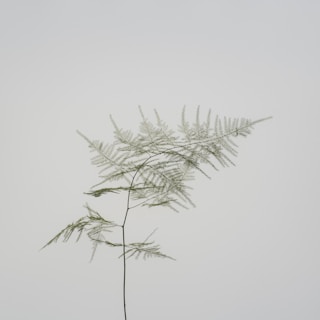 A delicate watercolor painting of a fern leaf with intricate veins and soft green hues.