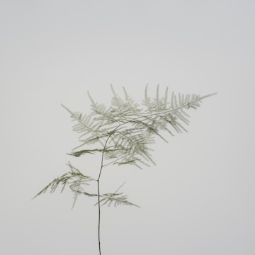 Minimalist depiction of a fern leaf with crisp edges and gentle shading on a clean white canvas.