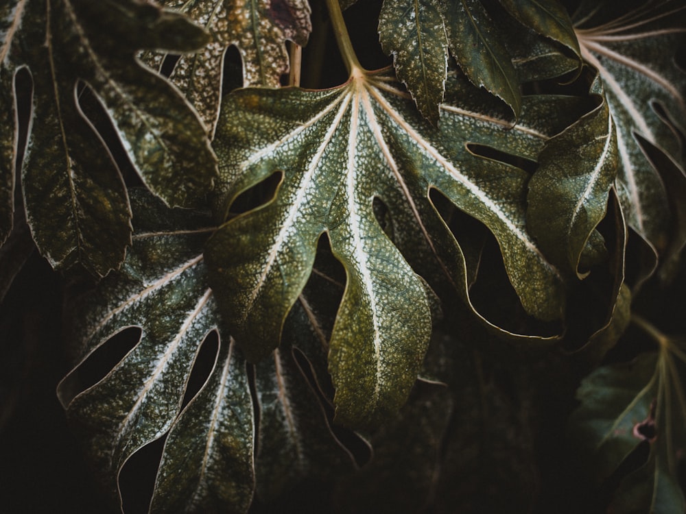 close up photo of green leaves