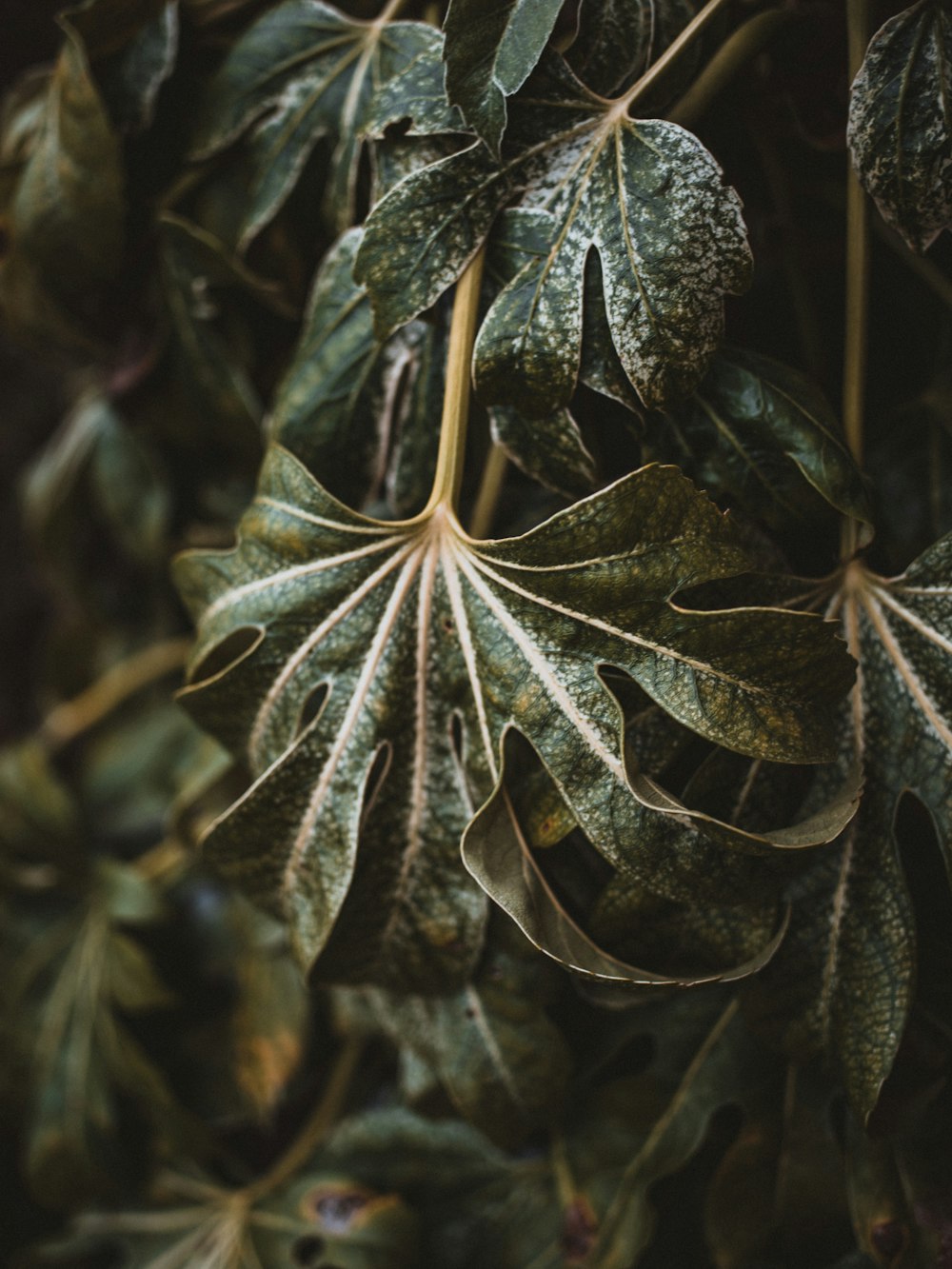 shallow focus photo of green leaves