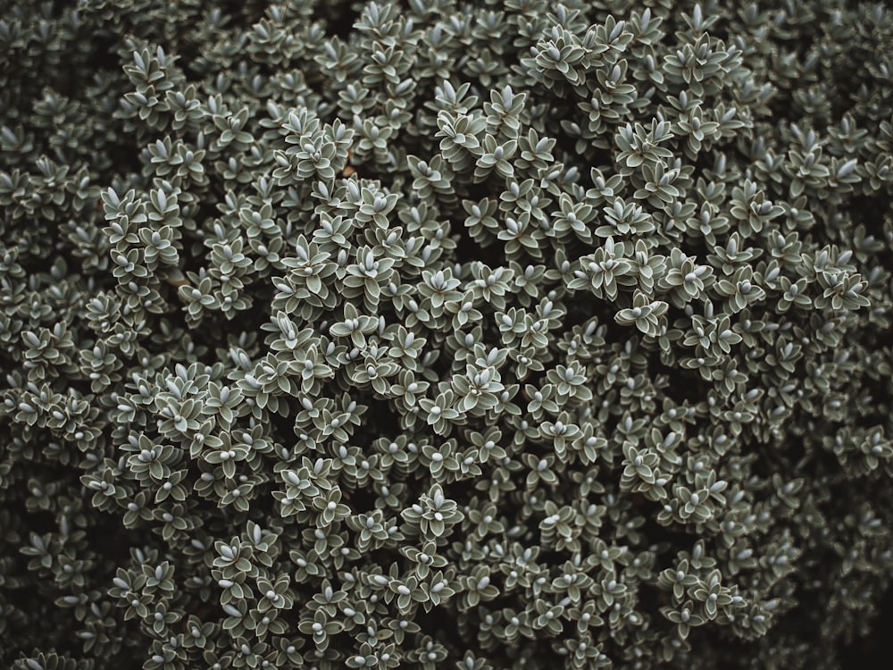 aerial view of green leaf plants