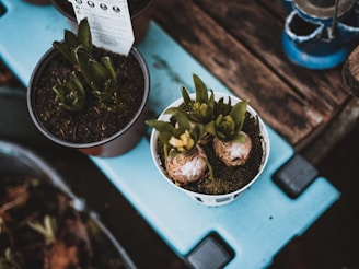 Potted plants are placed on a light blue surface, showing bulbous roots and green leaves emerging from the soil. One pot is white with decorative holes, while the other is brown, next to a wooden surface.