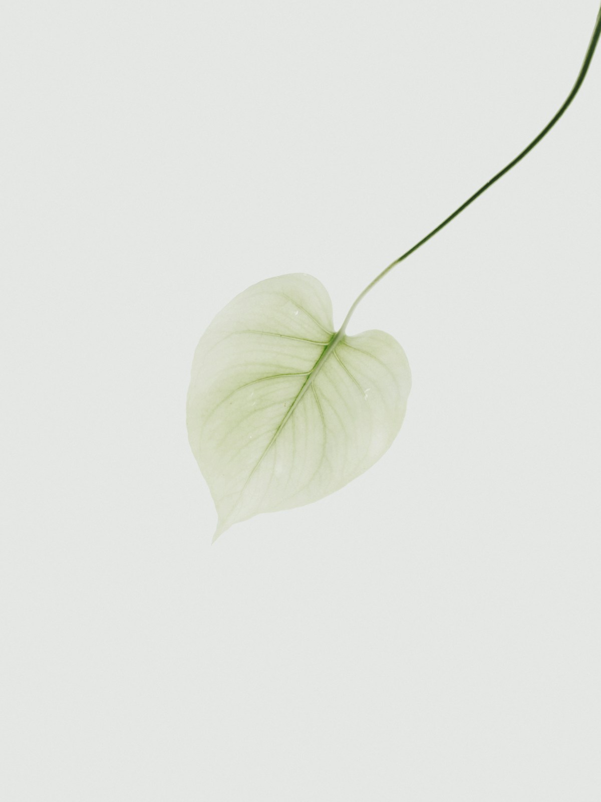 New Leaf Therapy logo