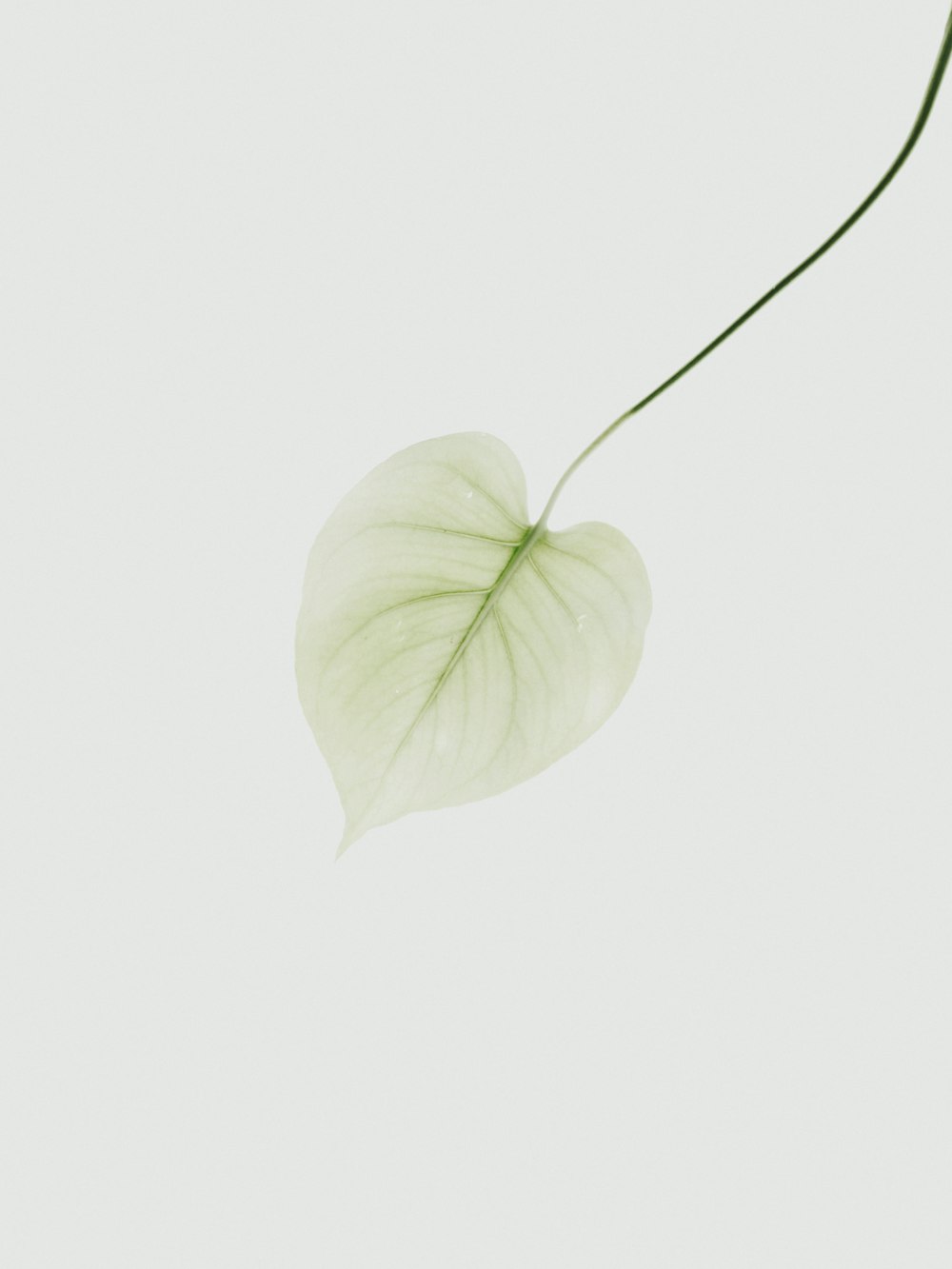 yellow green leaf