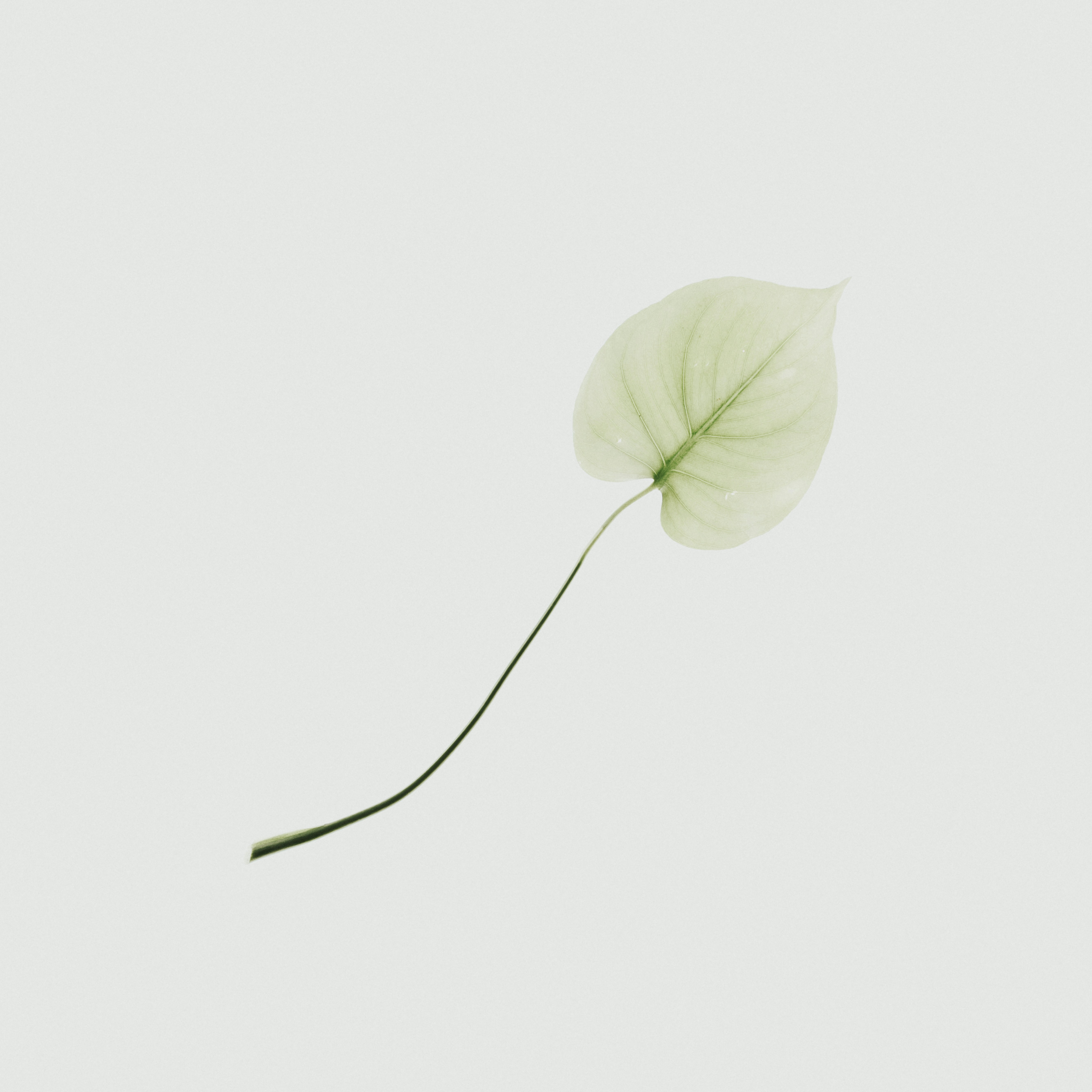 Photo by anniespratt