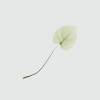 leaf
